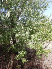 Prunus serotina capuli
