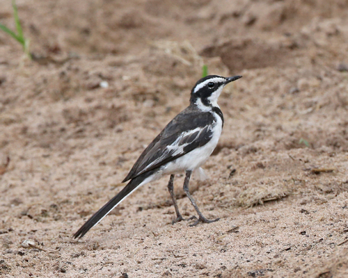 African Pied Wagtail