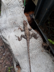 Stenocercus erythrogaster