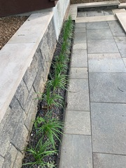 Pantherophis obsoletus