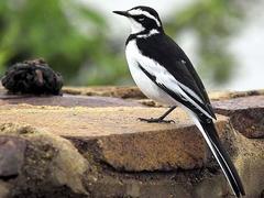 African Pied Wagtail photo 5