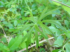 Delphinium alabamicum