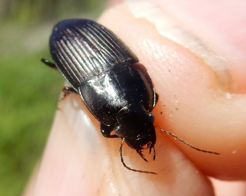 Field Harp Ground Beetle