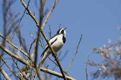 African Pied Wagtail photo 4