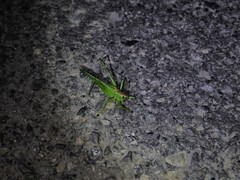 Hexacentrus unicolor