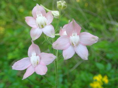 Delphinium alabamicum