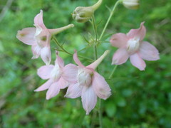 Delphinium alabamicum