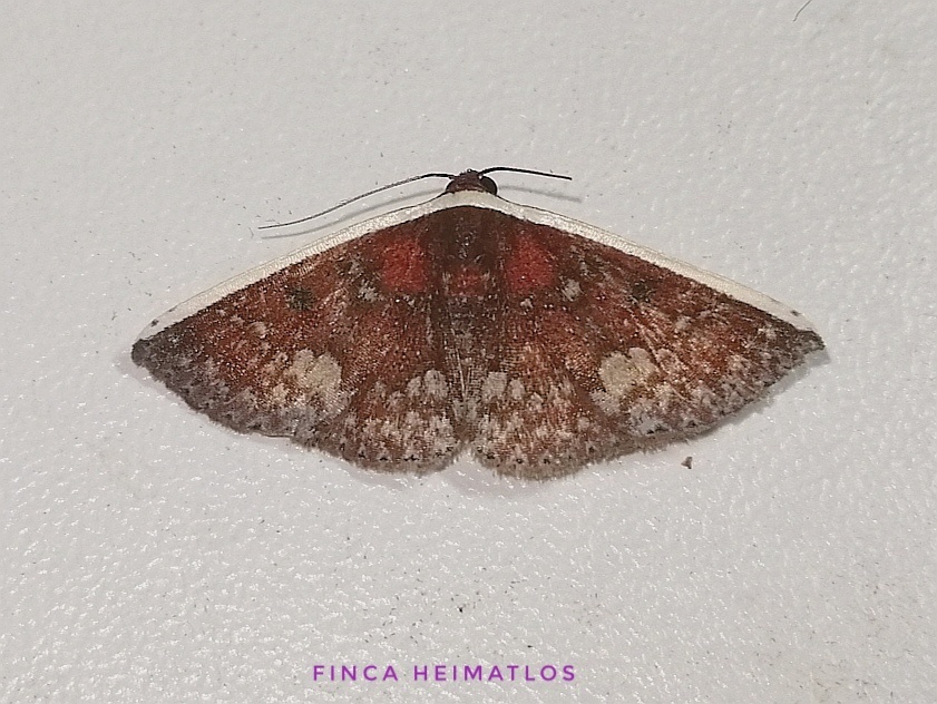 Oruza chionocraspis