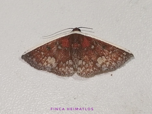 Oruza chionocraspis