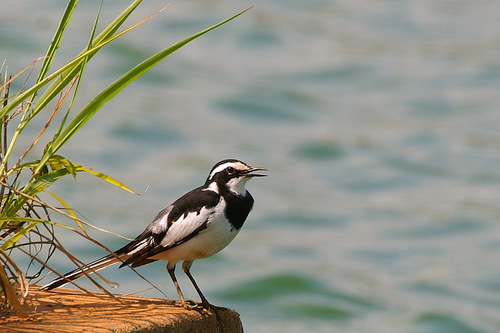African Pied Wagtail