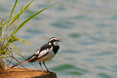 African Pied Wagtail photo 6