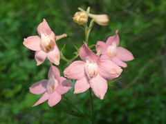 Delphinium alabamicum
