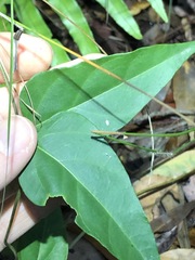 Vincetoxicum paniculatum