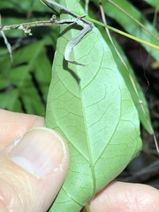 Vincetoxicum paniculatum