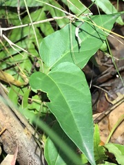 Vincetoxicum paniculatum