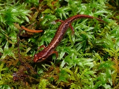 Desmognathus wrighti