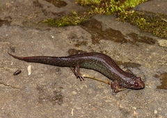 Desmognathus santeetlah