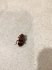 Trichodes bibalteatus