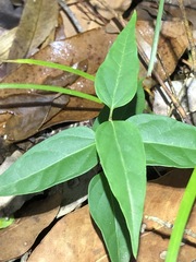 Vincetoxicum paniculatum