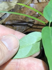 Vincetoxicum paniculatum