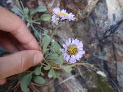 Erigeron algidus