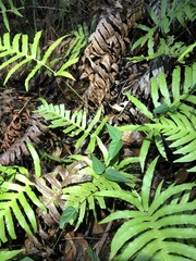 Vincetoxicum paniculatum