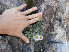Erigeron algidus