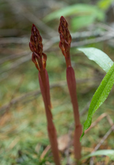 Corallorhiza maculata