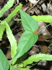 Vincetoxicum paniculatum