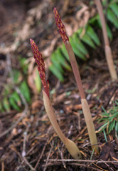 Corallorhiza maculata