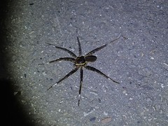Dolomedes raptor