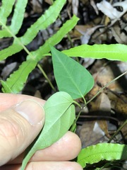 Vincetoxicum paniculatum