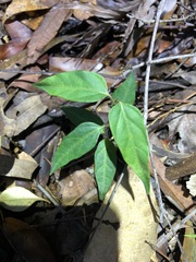 Vincetoxicum paniculatum