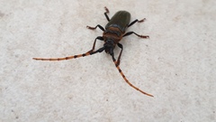 Retrachydes thoracicus