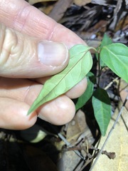 Vincetoxicum paniculatum