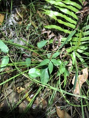 Vincetoxicum paniculatum