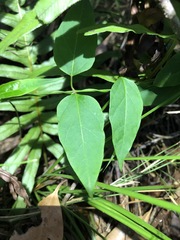 Vincetoxicum paniculatum