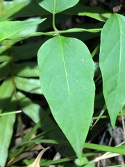 Vincetoxicum paniculatum