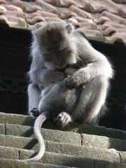 Macaca fascicularis