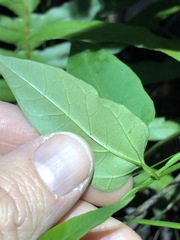 Vincetoxicum paniculatum