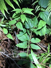 Vincetoxicum paniculatum