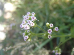 Fleischmannia sonorae