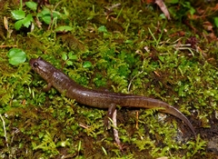 Desmognathus santeetlah