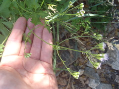 Fleischmannia sonorae