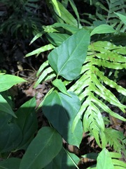 Vincetoxicum paniculatum