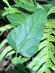 Vincetoxicum paniculatum