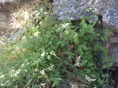 Fleischmannia sonorae