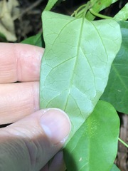 Vincetoxicum paniculatum