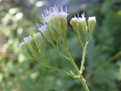 Fleischmannia sonorae