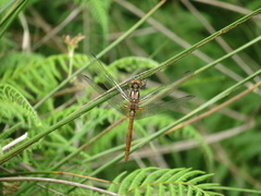 Sympetrum speciosum